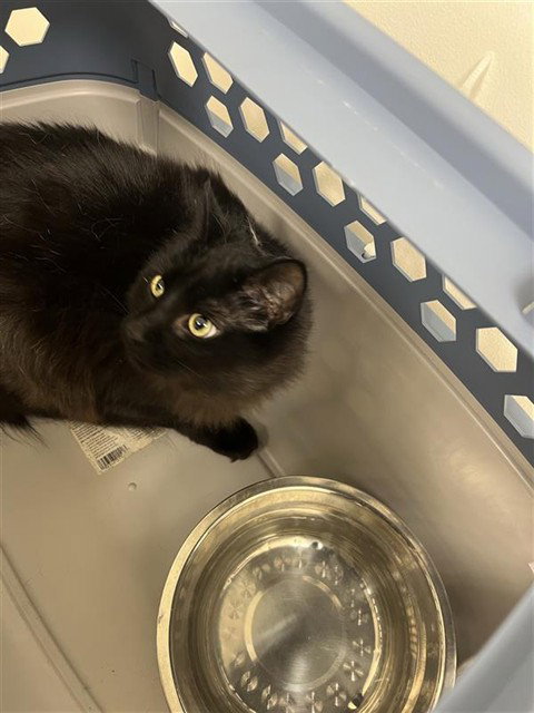 GEWT, Young Domestic Short Hair (medium coat), cat for adoption in Saint Louis, Missouri