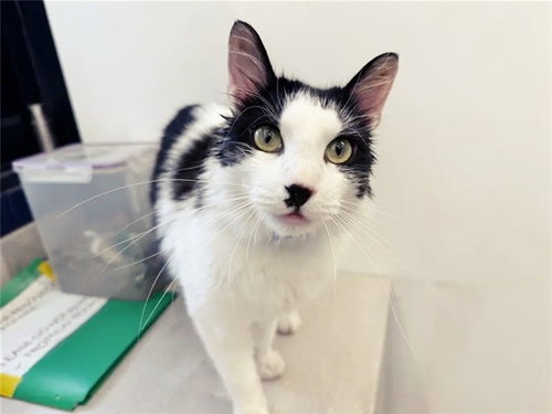 OREO, Young Domestic Short Hair (medium coat), cat for adoption in Saint Louis, Missouri
