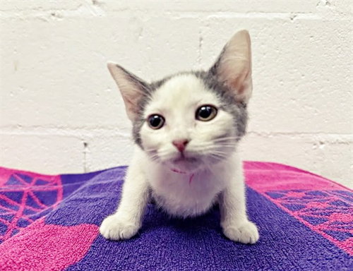 WANDA LAFONDA, Baby Domestic Short Hair (medium coat), cat for adoption in Saint Louis, Missouri
