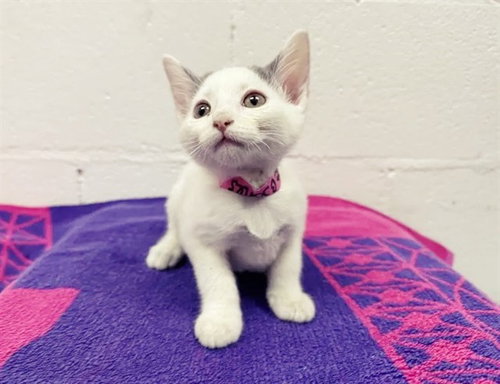 JUNIE B JONES, Baby Domestic Short Hair (medium coat), cat for adoption in Saint Louis, Missouri