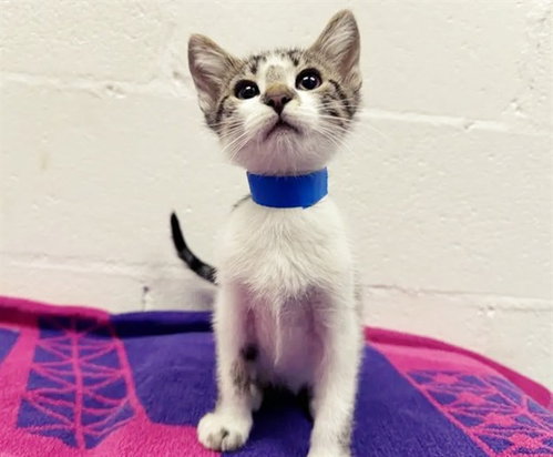 POKEY, Baby Domestic Short Hair (medium coat), cat for adoption in Saint Louis, Missouri