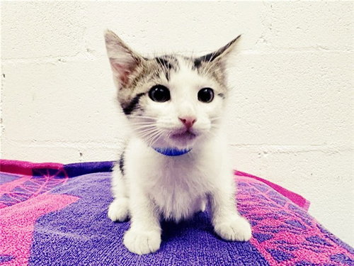 NOPEY, Baby Domestic Short Hair (medium coat), cat for adoption in Saint Louis, Missouri