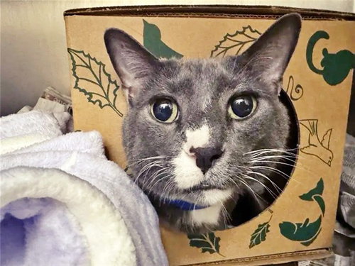 PUPPY, Adult Domestic Short Hair (medium coat), cat for adoption in Saint Louis, Missouri