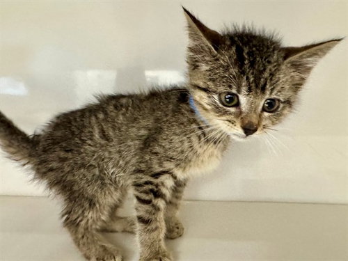 THEODORE, Baby Domestic Short Hair (medium coat), cat for adoption in Saint Louis, Missouri