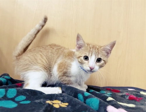 SNAP, Baby Domestic Short Hair (medium coat), cat for adoption in Saint Louis, Missouri