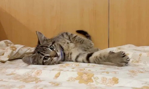 CRACKLE, Baby Domestic Short Hair (medium coat), cat for adoption in Saint Louis, Missouri