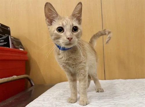 CHAOS, Adult Domestic Short Hair (medium coat), cat for adoption in Saint Louis, Missouri