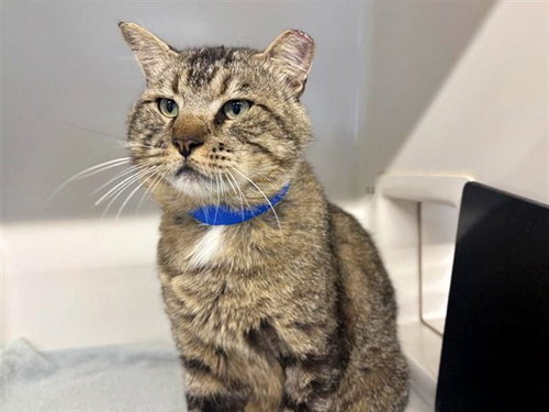 TOMTOM, Adult Domestic Short Hair (medium coat), cat for adoption in Saint Louis, Missouri