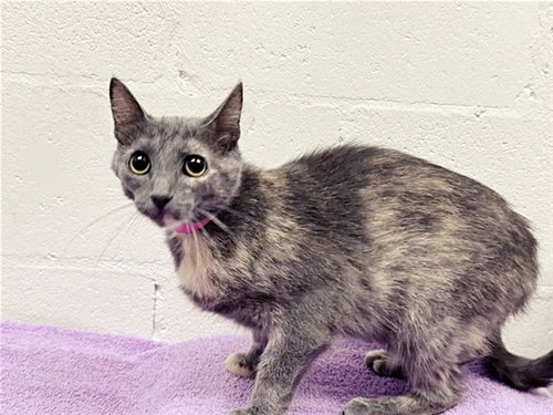 BONNIE, Young Domestic Medium Hair (medium coat), cat for adoption in Saint Louis, Missouri