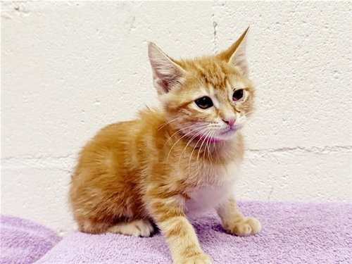 HIPPY, Baby Domestic Short Hair (medium coat), cat for adoption in Saint Louis, Missouri