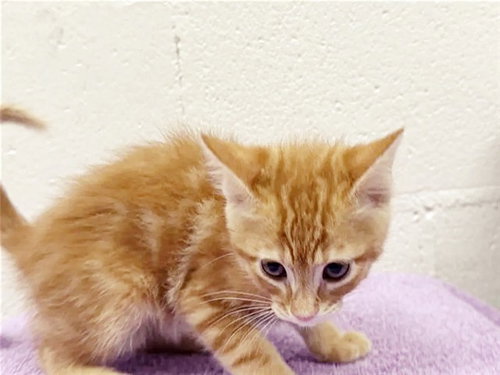 NIPPY, Baby Domestic Short Hair (medium coat), cat for adoption in Saint Louis, Missouri