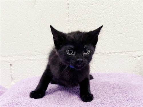 ZIPPY, Baby Domestic Short Hair (medium coat), cat for adoption in Saint Louis, Missouri