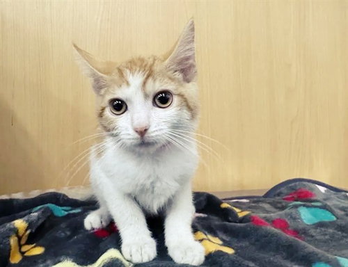 ELAINE, Baby Domestic Short Hair (medium coat), cat for adoption in Saint Louis, Missouri