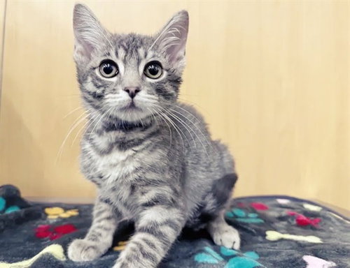 JERRI, Baby Domestic Short Hair (medium coat), cat for adoption in Saint Louis, Missouri