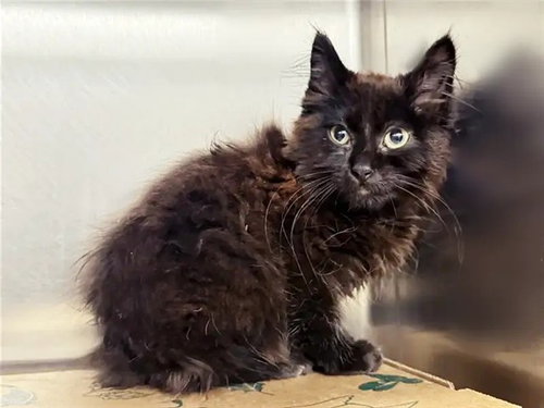 OLIVE, Baby Domestic Long Hair (medium coat), cat for adoption in Saint Louis, Missouri