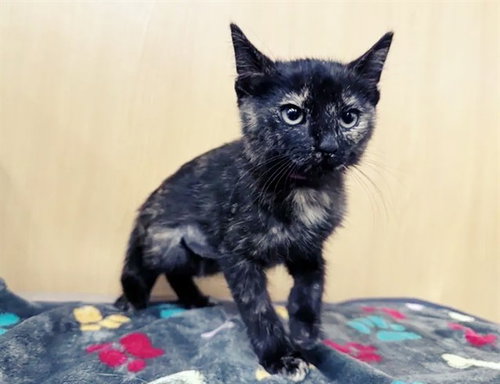SUKI, Baby Domestic Short Hair (medium coat), cat for adoption in Saint Louis, Missouri