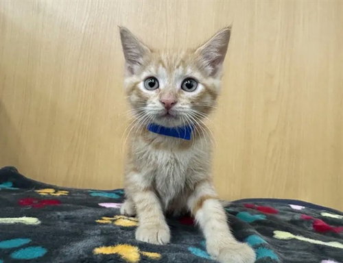 SUNSHINE, Baby Domestic Short Hair (medium coat), cat for adoption in Saint Louis, Missouri