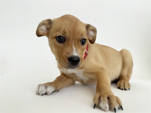 SOULARD, an adoptable Collie in St. Louis, MO