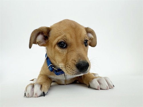 BUSCH, an adoptable Collie in St. Louis, MO