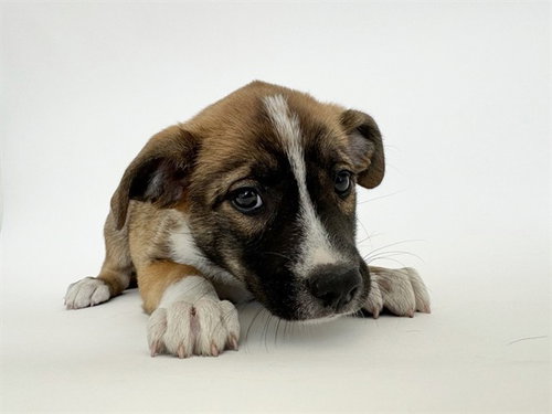 FITZ, an adoptable Collie in St. Louis, MO