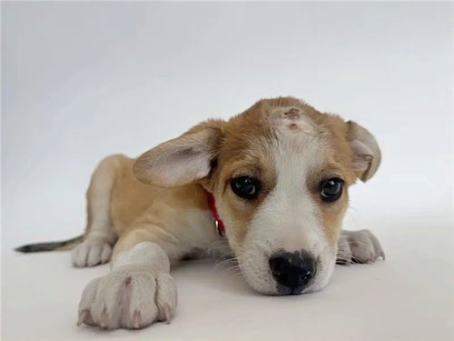 GATEWAY, an adoptable Collie in St. Louis, MO