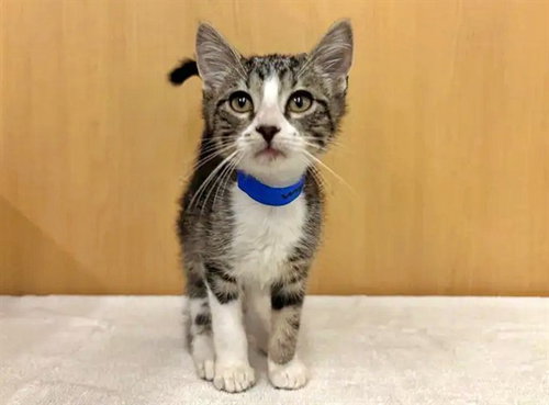 MANHATTAN - Domestic Short Hair available for adoption