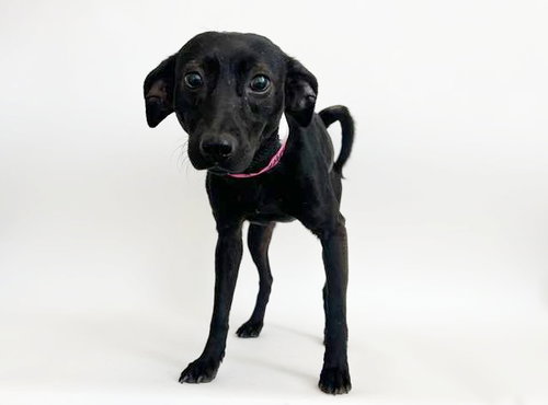 FLO, an adoptable Terrier in St. Louis, MO