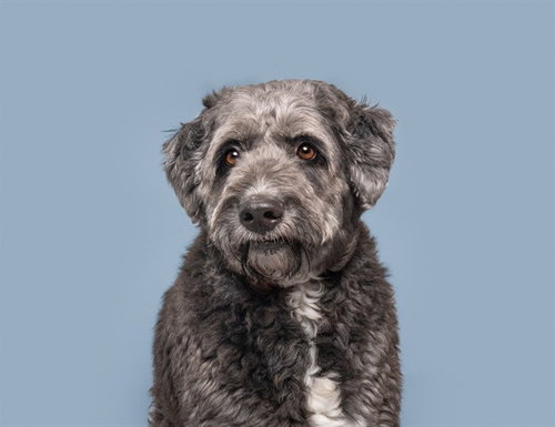 SPENCER, an adoptable Poodle in St. Louis, MO