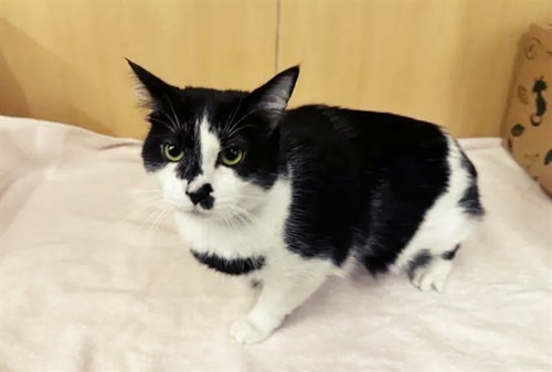 PENELOPE - Domestic Short Hair available for adoption
