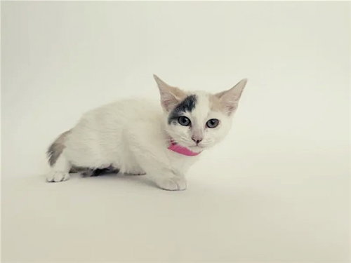 RANCHO CUCAMONGA - Domestic Short Hair available for adoption