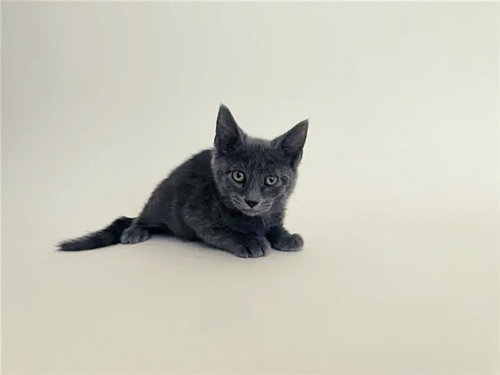 FRESNO - Domestic Short Hair available for adoption