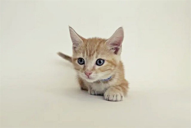 CREAMSICLE Image