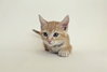 CREAMSICLE - Photo 1