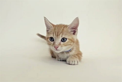 CREAMSICLE - Domestic Short Hair available for adoption