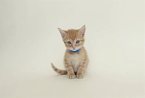 SHERBERT - Domestic Short Hair available for adoption