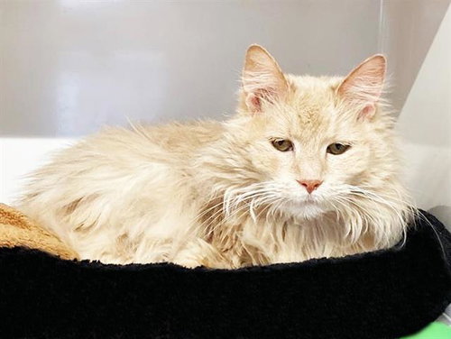 MAEMAE, an adoptable Domestic Long Hair in St. Louis, MO