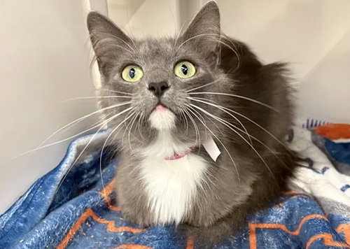 FARRAH, an adoptable Domestic Long Hair in St. Louis, MO