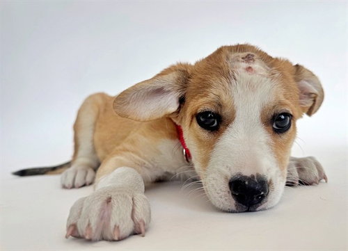 GATEWAY, an adoptable Collie in St. Louis, MO
