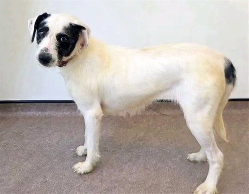 MOLLY, an adoptable Collie in St. Louis, MO