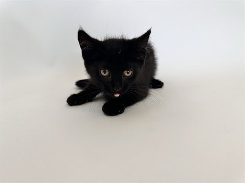 SPARK, an adoptable Domestic Short Hair in St. Louis, MO