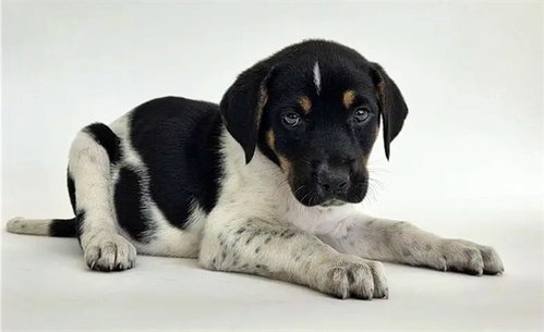 BOOMER, an adoptable Terrier in St. Louis, MO