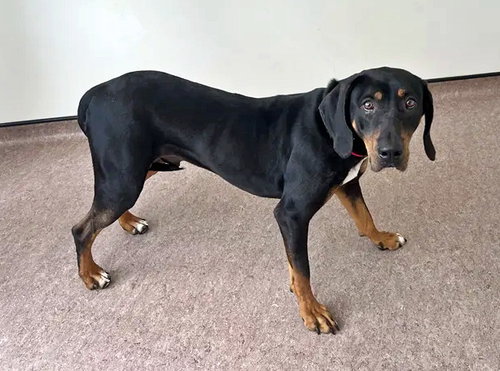 Duke