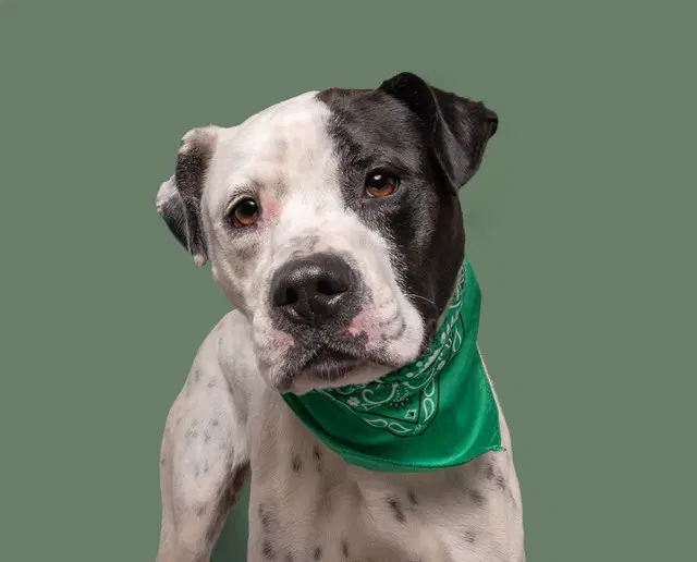 Bella - American Bulldog