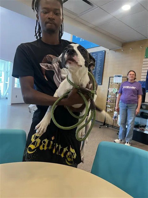 MISSISSIPPI, an adoptable American Bulldog in St. Louis, MO