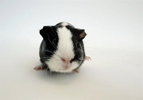 Reggie