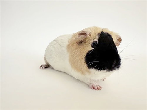 Spud