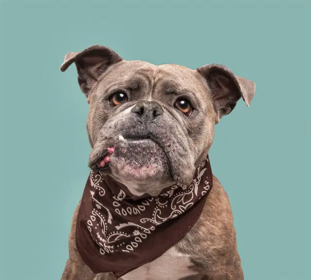 Mable - American Bulldog