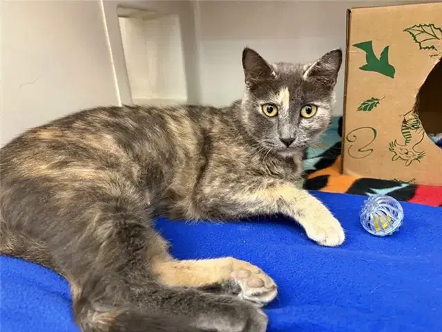 Mama - Domestic Short Hair