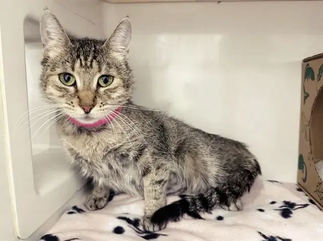 Blossom - Domestic Short Hair