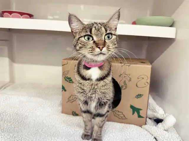 Lana - Domestic Short Hair